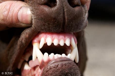 貴賓 狗 牙齒